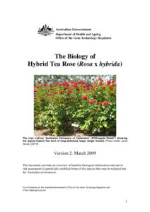 The Biology of Hybrid Tea Rose (Rosa x hybrida) The rose cultivar ‘Australian Centenary of Federation’ (KORvegata Rebell®) showing the typical Hybrid Tea form of long-stemmed, large, single flowers [Photo credit: Ja