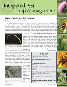 Integrated Pest & Crop Management Weed of the Month: Fall Panicum By Doug Spaunhorst and Kevin Bradley Fall panicum (Panicum dichotomiflorum Michx.)