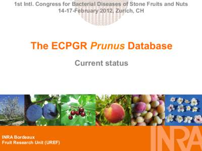 1st Intl. Congress for Bacterial Diseases of Stone Fruits and NutsFebruary 2012, Zurich, CH The ECPGR Prunus Database Current status