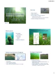 Eelgrass as an indicator of water quality