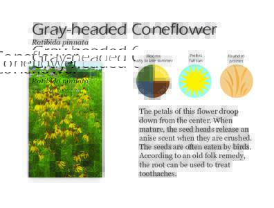 Gray-headed Coneflower Ratibida pinnata Blooms early to late summer