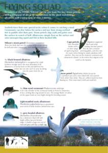 Members of the FLYING SQUAD vary in size from the tiny storm petrels with a wingspan of about 40 centimetres, to the giant wandering albatross with a wing span of over 3 metres. Seabirds have their own special tactics wh