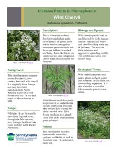 Apiaceae / Medicinal plants / Herbs / Invasive plant species / Anthriscus / Flora of India / Chervil / Caraway / Daucus carota / Eudicots / Asterids / Flora