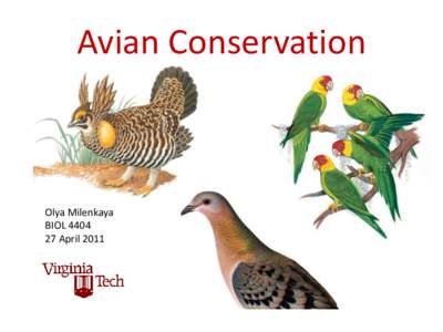 Avian Conservation  Olya Milenkaya BIOL[removed]April 2011