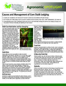 Agronomic SPOTLIGHT Causes and Management of Corn Stalk Lodging  Lodging can complicate corn harvest and may lead to yield loss and problems with grain storage.  Ear drooping and stalk lodging may be caused b