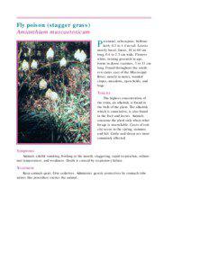 Flora of North America / Liliaceae / Melanthiaceae / Taxonomy / Toxicity / Alkaloid / Plant taxonomy / Botany / Amianthium