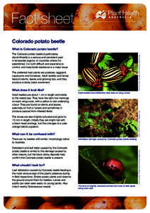 Agricultural pest insects / Phyla / Colorado potato beetle / Potatoes / Beetle / Leptinotarsa / Lebia grandis / False potato beetle / Chrysomelidae / Food and drink / Agriculture