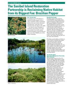 U.S. Fish & Wildlife Service  The Sanibel Island Restoration Partnership is Reclaiming Native Habitat from its Biggest Foe: Brazilian Pepper U.S. Fish and Wildlife Service