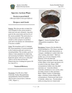 Species Action Plan Natural Diversity Section Eastern Pearlshell Mussel June 2011