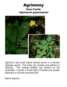 Agrimony Rose Family (Agrimonia gryposepala)  Agrimony has small yellow flowers borne in a slender