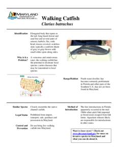 Walking catfish / Catfish / Channel catfish / Fish / Clarias / Amphibious fish