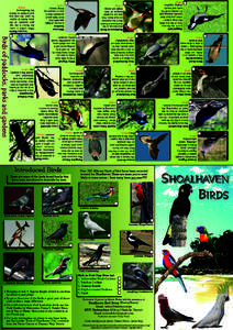 Shoalhaven  Bird Brochure Page 1