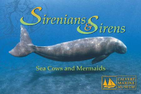 Zoology / Cenozoic / Pezosiren / Sirenia / Evolution of sirenians / Metaxytherium / Mermaid / Prorastomus / Dugong / Sirenians / Transitional fossils / Biology