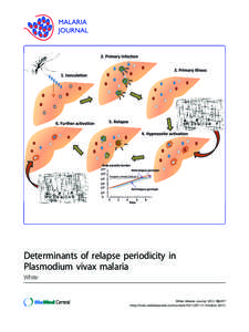 Determinants of relapse periodicity in Plasmodium vivax malaria White White Malaria Journal 2011, 10:297 http://www.malariajournal.com/content[removed]October 2011)
