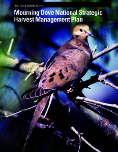 Mourning Dove National Strategic Harvest Mgmt Plan[removed]FINAL.indd