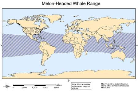 Melon Headed Whale Range map