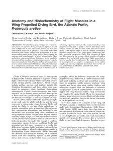 JOURNAL OF MORPHOLOGY 244:109 –[removed]Anatomy and Histochemistry of Flight Muscles in a