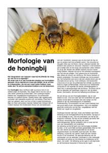 Figuur 1: honingbij op margriet (Leucanthemum vulgare)  Morfologie van de honingbij Het fotograferen van insecten roept bij mij dikwijls de vraag op: wat zie ik nu eigenlijk?
