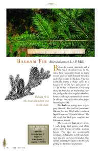 Abies / Medicinal plants / Larix laricina / Balsam Fir / Fir / Tsuga / Thuja occidentalis / Thuja / Fraser Fir / Flora of the United States / Flora / Pinales
