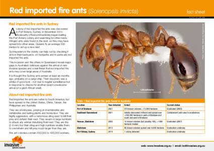 Red imported fire ants (Solenopsis invicta)  fact sheet RELEASED JANUARY[removed]Red imported fire ants in Sydney