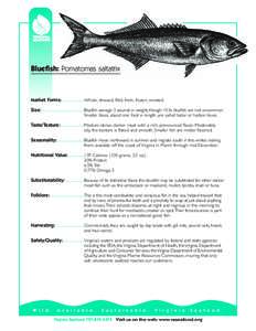 Fauna of the United States / Pomatomidae / Menhaden / Fish / Software / Bluefish