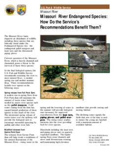 U.S. Fish & Wildlife Service  Missouri River Missouri River Endangered Species: How Do the Service’s