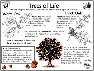 Trees of Life  While hiking the Table Rocks, you will see two different types of oak trees… White Oak