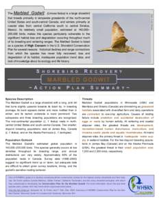 Zoology / Marbled Godwit / Godwit / Bird migration / Western Hemisphere Shorebird Reserve Network / Bird / Black-tailed Godwit / Ruff / Ornithology / Limosa / Shorebirds