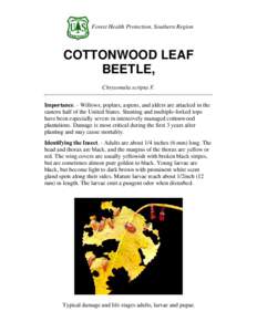 Forest Health Protection, Southern Region  COTTONWOOD LEAF BEETLE, Chrysomela scripta F. Importance. - Willows, poplars, aspens, and alders are attacked in the