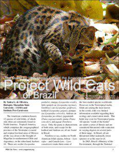 Oncilla / Andean mountain cat / Ocelot / Margay / Cougar / Cat / Jaguarundi / Leopard / Melanism / Fauna of South America / Leopardus / Felidae