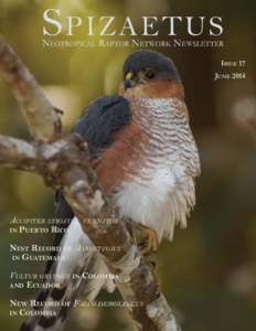 Sharp-shinned Hawk / Maricao State Forest / Puerto Rico / Ornithology / Political geography / Territories of the United States / Accipiter / Birds of prey / Puerto Rican Sharp-shinned Hawk