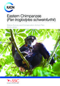 Apes / Common chimpanzee / Eastern chimpanzee / Democratic Republic of the Congo / Kibira National Park / Gorilla / Jane Goodall / Goualougo Triangle / Lagoas Cufada Natural Park / Fauna of Africa / Zoology / Chimpanzees