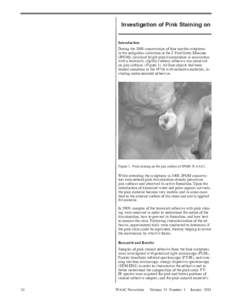 Investigation of Pink Staining on Introduction During the 2008 conservation of four marble sculptures in the antiquities collection at the J. Paul Getty Museum (JPGM), localized bright pink discoloration in association