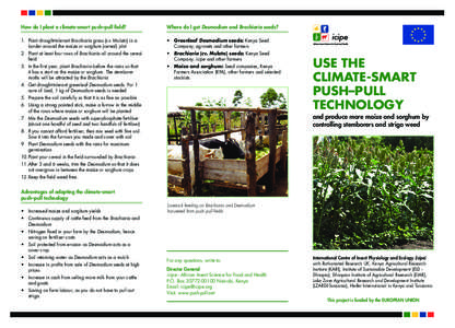 How do I plant a climate-smart push–pull field?  Where do I get Desmodium and Brachiaria seeds? 1.	 Plant drought-tolerant Brachiaria grass (cv. Mulato) in a border around the maize or sorghum (cereal) plot