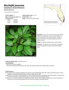 Bischofia javanica  Javanese bishopwood Phyllanthaceae Common Synonyms: Bischofia trifolia