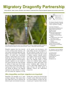 Migratory Dragonfly Partnership Using research, citizen science, education, and outreach to understand North American dragonfly migration and promote conservation The Migratory Dragonfly Partnership steering committee me