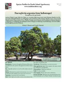 Invasive plant species / Flora of Ashmore and Cartier Islands / Heliotropium foertherianum / Heliotropium / Heliotrope / Ziziphus mauritiana / Boraginaceae / Eudicots / Flora / Trees of Australia