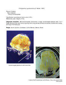 Chiropsalmus quadrumanus (F. Muller, 1859) Phylum Cnidaria Class Cubozoa