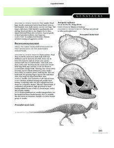 Campanian / Prenocephale / Hanssuesia / Pachycephalosauria / Colepiocephale / Maastrichtian / Pachycephalosaurs / Mesozoic / Stegoceras