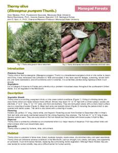Biology / Agriculture / Elaeagnus pungens / Elaeagnus / Olive / Ziziphus mauritiana / Thicket / Shrub / Elaeagnaceae / Invasive plant species / Botany