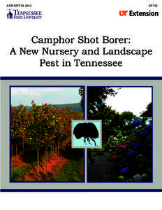 ANR-ENT[removed]SP 742 Camphor Shot Borer: A New Nursery and Landscape