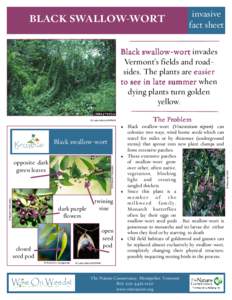 BLACK SWALLOW-WORT  invasive fact sheet  Black swallowswallow-wort invades