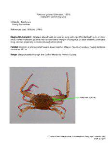 Portunus / Crab / Portunoidea / Phyla / Protostome