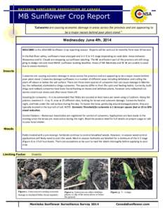 NATIONAL SUNFLOWER ASSOCIATION OF CANADA  MB Sunflower Crop Report “Cutworms are causing economic damage in areas across the province and are appearing to  be a major reason behind poor plant stand.”