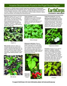 Invasive plant species / Plant morphology / Plants / Vines / Medicinal plants / Calystegia / Bindweed / Groundcover / Clematis vitalba / Botany / Flora / Biology