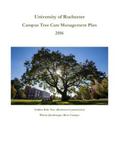 University of Rochester Campus Tree Care Management Plan 2016 Golden Rain Tree (Koelreuteria paniculata) Wilson Quadrangle, River Campus