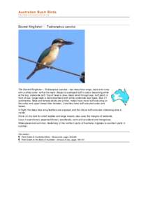 Buff / Vanuatu Kingfisher / Collared Kingfisher / Todiramphus / Sacred Kingfisher / Ornithology