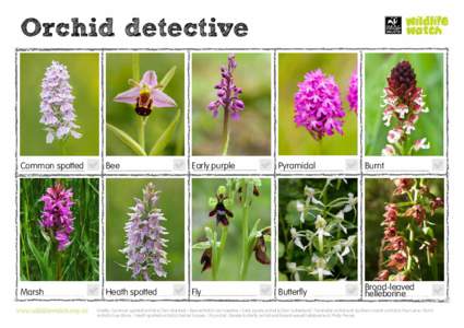 Orchid detective  Common spotted Bee