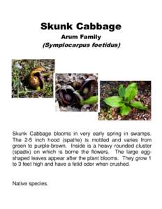 Skunk Cabbage Arum Family (Symplocarpus foetidus)  Skunk Cabbage blooms in very early spring in swamps.