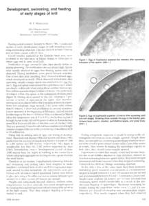 Development, swimming, and feeding of early stages of krill H. P. MARSCHALL Alfred- Wegener-Institut für Polarforschung